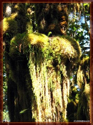 Ho-Rainforest
