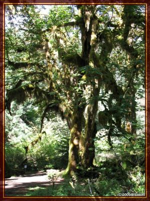 Ho-Rainforest
