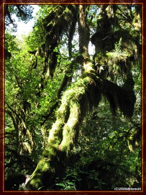 Ho-Rainforest
