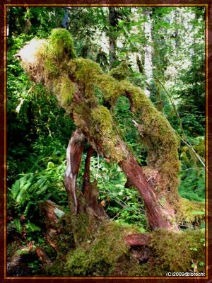 Ho-Rainforest
