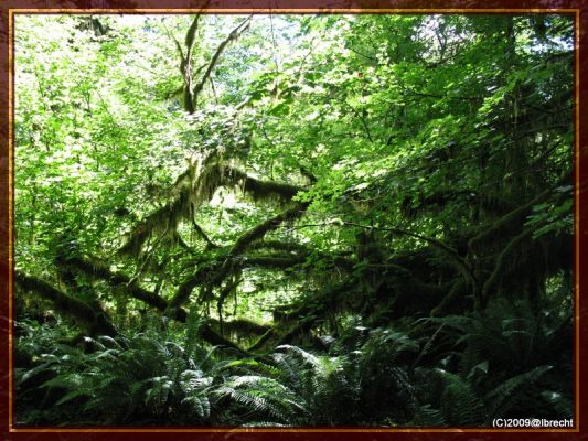 Ho-Rainforest

