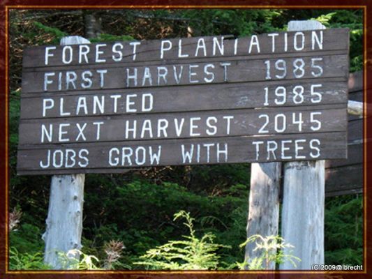 Forstbewirtschaftung im Olympic NP_WA
