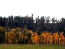 Cortez-Mesa verde_Herbstbelaubung