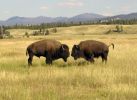 Grand_Tetons_NP_1~0.jpg