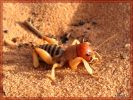 Jerusalem_Cricket_Coyote_Buttes_South,_2009.jpg