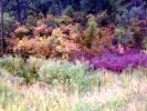 Mesa verde/CO_ Herbstfarben