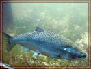 Seattle_WA, ein Lachs in der Fischleiter