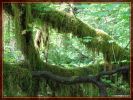 Ho-Rainforest
