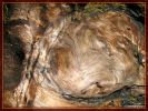 Holzmaserung an einem gefallenen Riesen