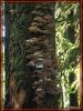 Ho-Rainforest, und überall hat's Pilze dran...
