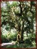 Ho-Rainforest