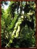 Ho-Rainforest