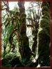 Ho-Rainforest