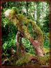 Ho-Rainforest