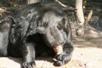 Mr. Oswalds Bear Ranch