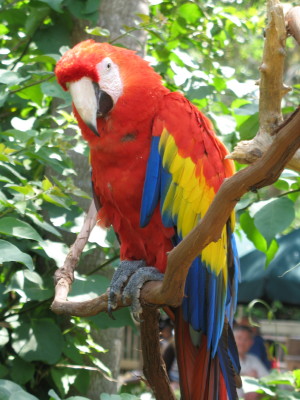 Alligator Farm, St. Augustin, FL
