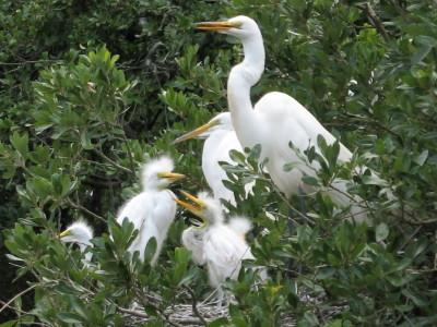 Alligator Farm, St. Augustin, FL
