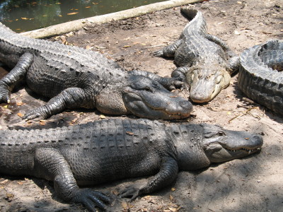 Alligator Farm, St. Augustin, FL
