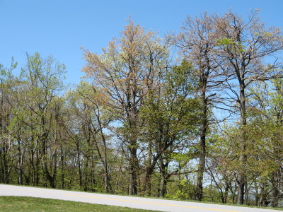 Blue Ridge Mountain Parkway
