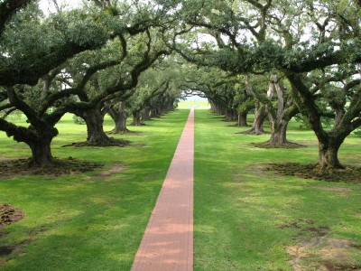 Oak Alley
