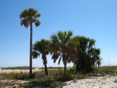 Treasure Island
