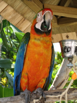 Sarasota, Jungel Gardens

