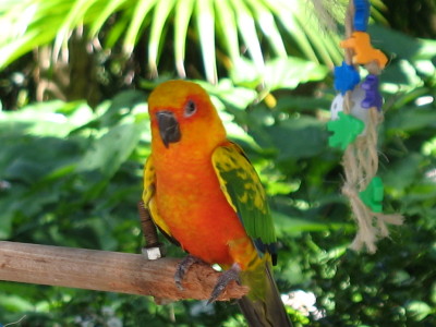 Sarasota, Jungel Gardens
