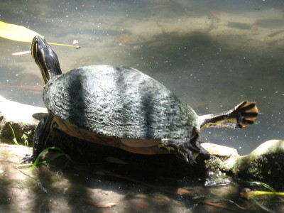 Sarasota, Jungel Gardens
