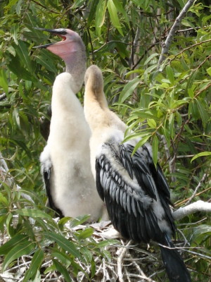 Everglades NP
