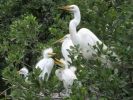 Alligator Farm, St. Augustin, FL