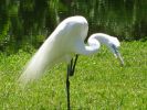 Sarasota, Jungel Gardens