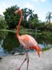 Sarasota, Jungel Gardens