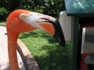 Sarasota, Jungel Gardens
