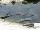 Everglades NP