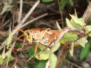 Everglades NP