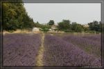 Lavendel-2_c.jpg