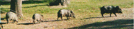 image018.gif