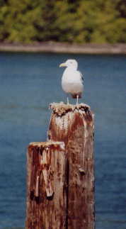 Möve
