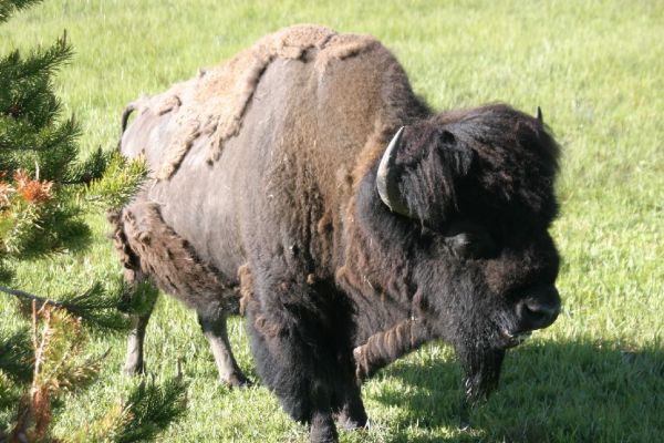 Bison
