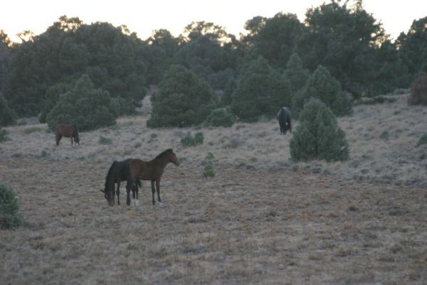 Mustangs
