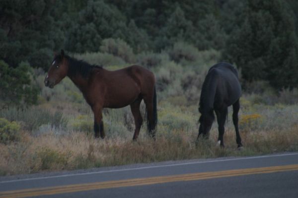 Mustangs
