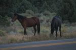 Mustangs