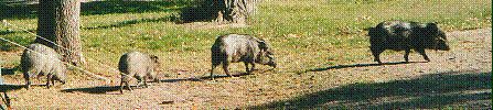 image018.gif