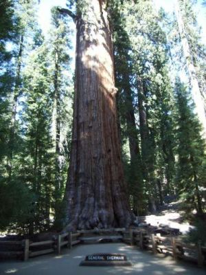 Sequoia National Park
