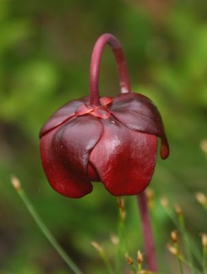 Pitchers Plant (Nationalblume Neufundlands)

