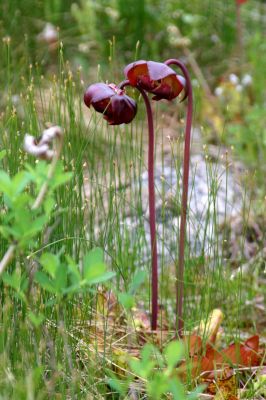 Pitchers Plant (Nationalblume Neufundlands)
