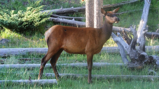 Yellowstone Wildlife 23.7.

