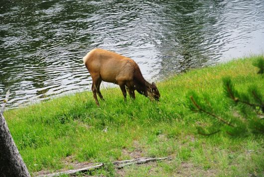Yellowstone Wildlife 24.7.
