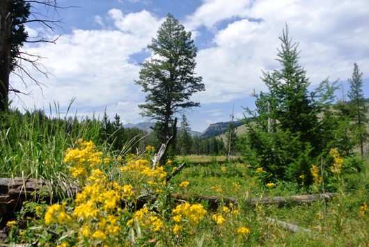 Yellowstone Wanderung
