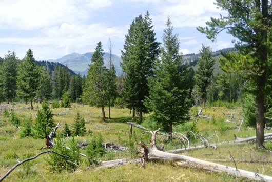 Yellowstone Wanderung 2
